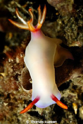 found in Lembeh; D200 by Thomas Lueken 